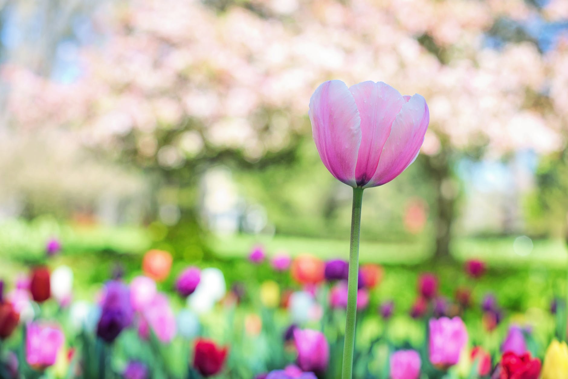 beautiful bloom blooming blossom